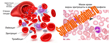 анализ крови анализ крови