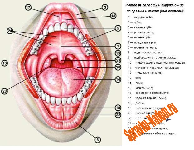 Справка от стоматолога Справка от стоматолога